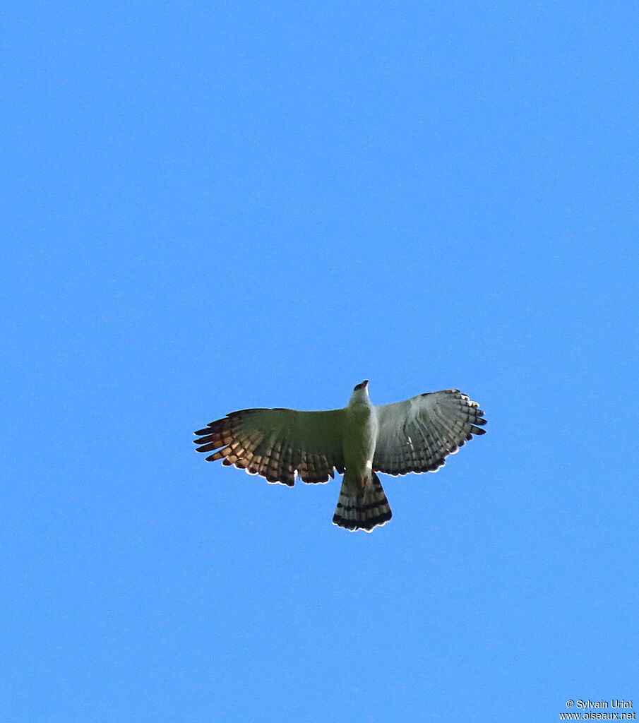 Aigle noir et blancadulte