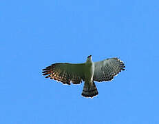 Black-and-white Hawk-Eagle