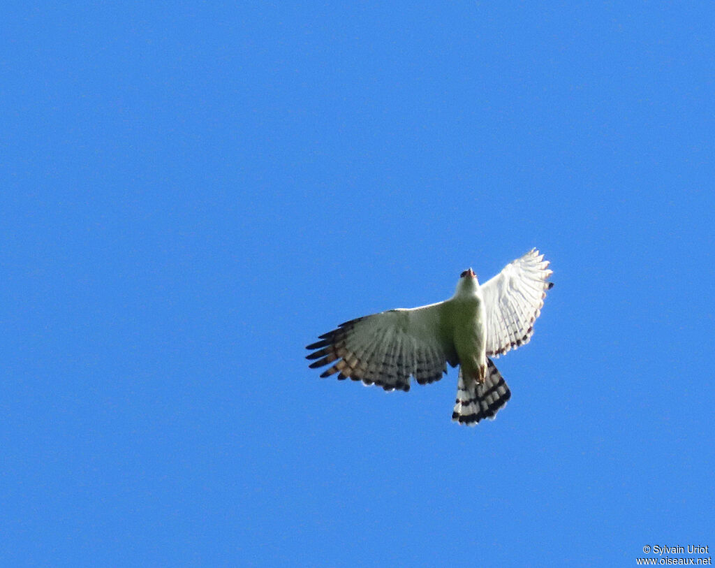 Black-and-white Hawk-Eagleadult