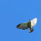 Aigle noir et blanc