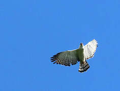 Black-and-white Hawk-Eagle