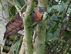Aigle orné