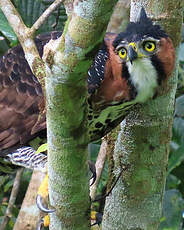 Aigle orné