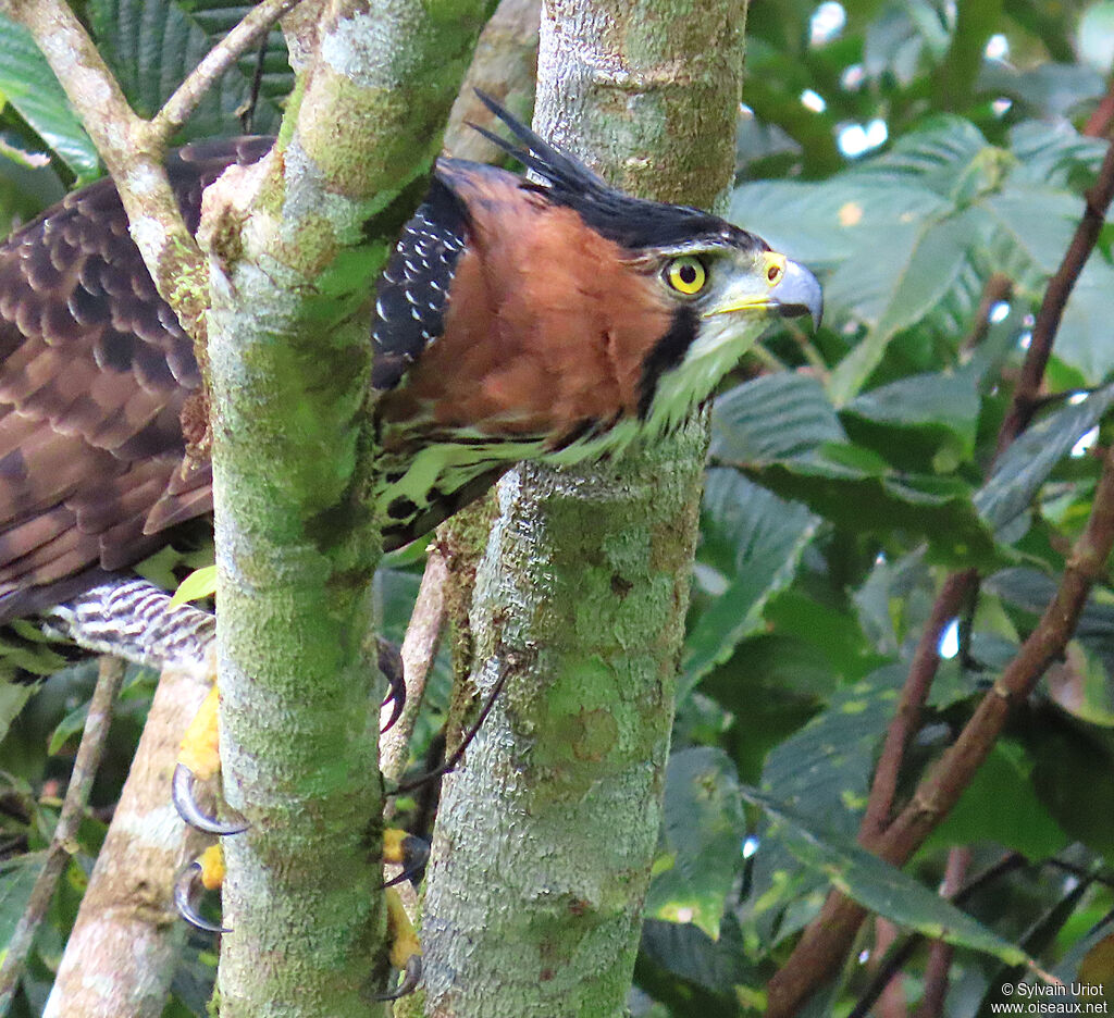 Aigle ornéadulte