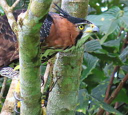 Aigle orné