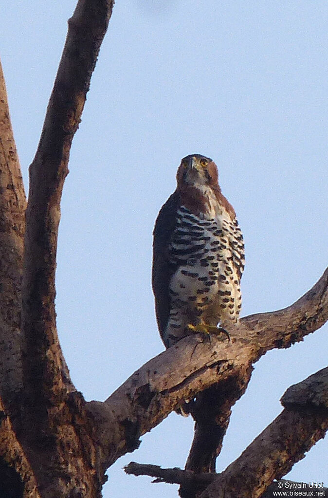 Aigle ornéadulte