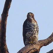 Ornate Hawk-Eagle