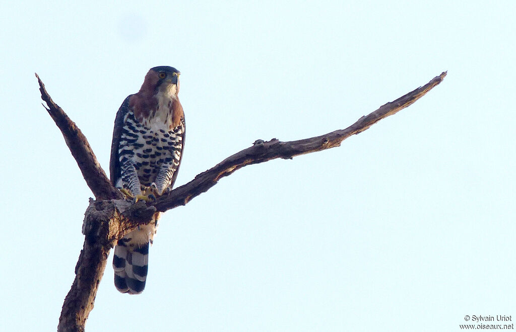 Aigle ornéadulte