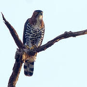 Ornate Hawk-Eagle