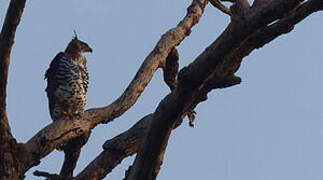 Ornate Hawk-Eagle