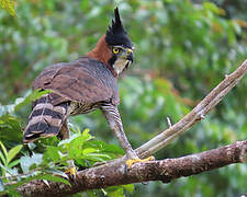 Aigle orné