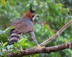 Aigle orné