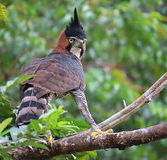 Aigle orné