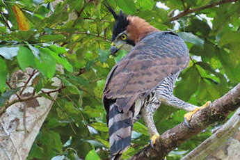 Aigle orné