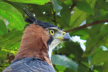 Aigle orné