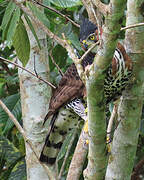 Aigle orné