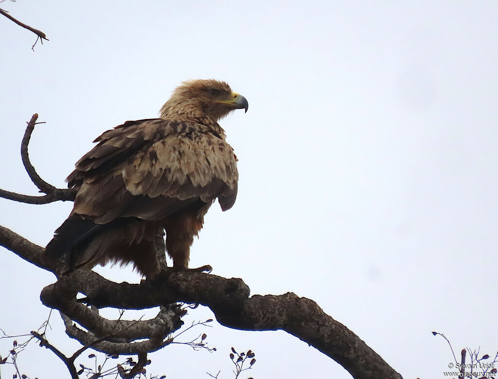 Aigle ravisseuradulte