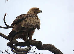 Tawny Eagle