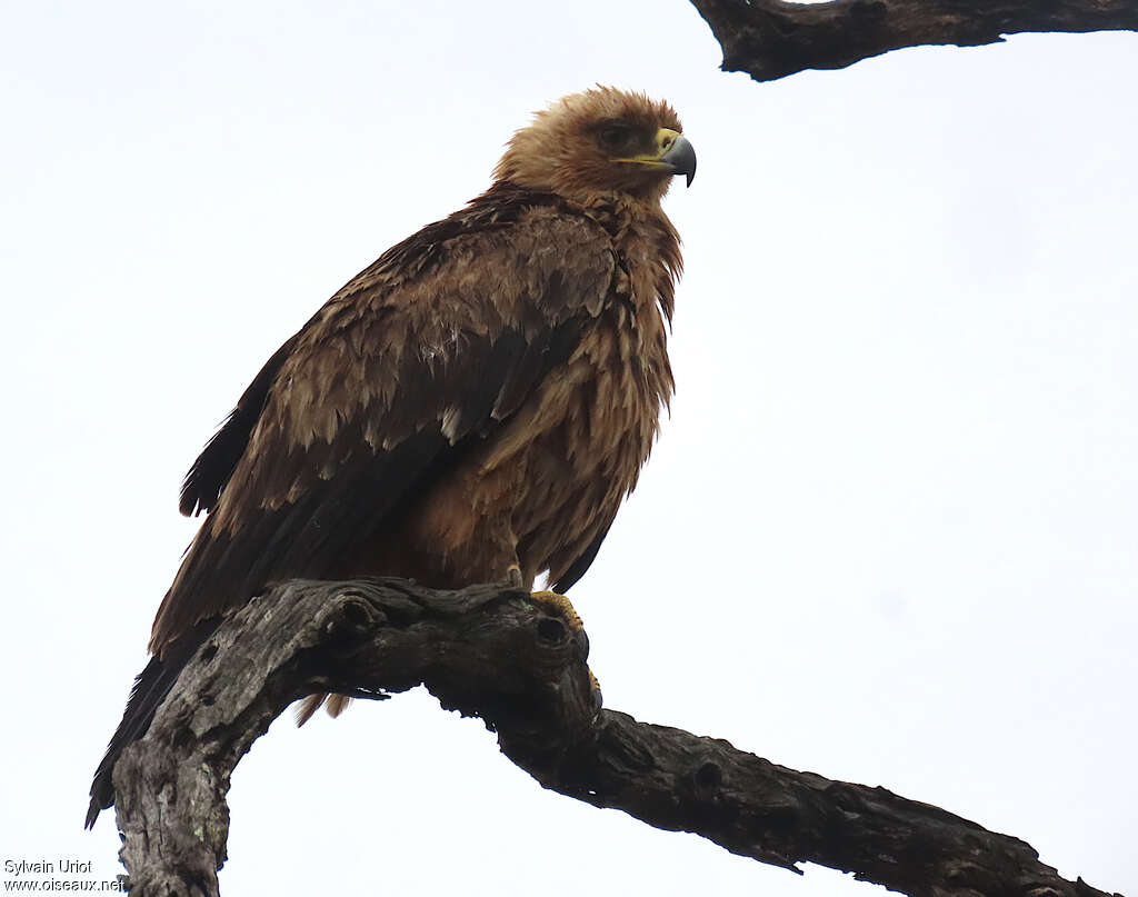 Aigle ravisseuradulte