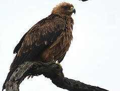 Tawny Eagle