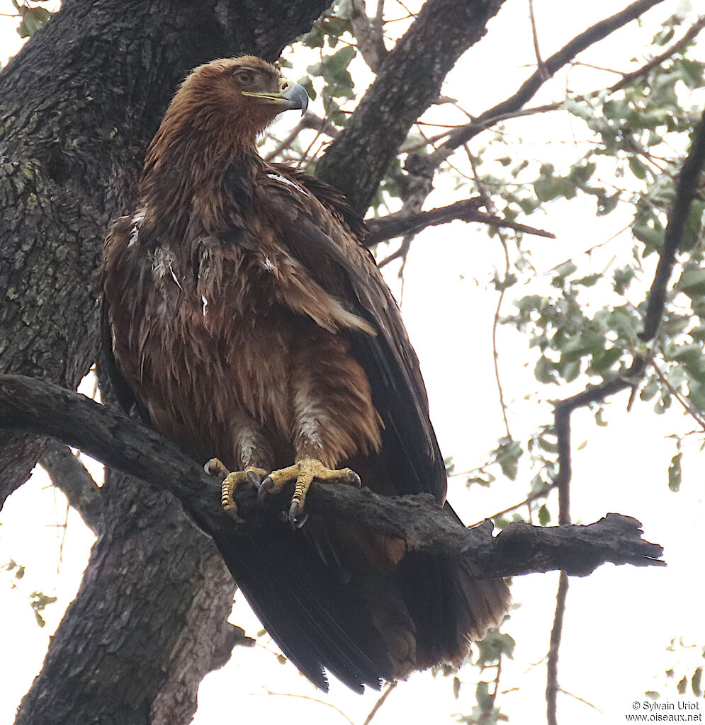 Aigle ravisseurimmature