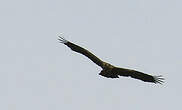 Aigle ravisseur