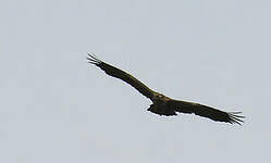 Aigle ravisseur