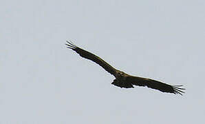 Aigle ravisseur