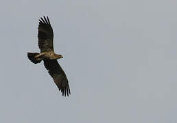Aigle ravisseur