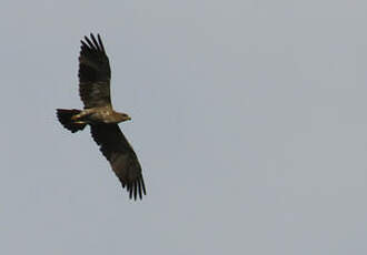 Aigle ravisseur