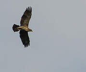 Aigle ravisseur