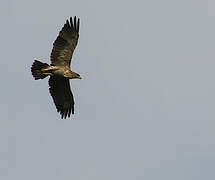 Aigle ravisseur