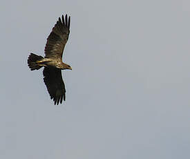 Aigle ravisseur
