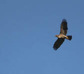 Aigle ravisseur