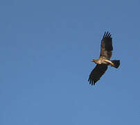 Aigle ravisseur