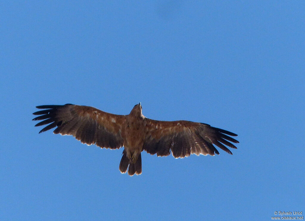 Aigle ravisseur