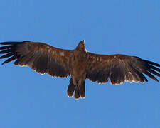 Tawny Eagle