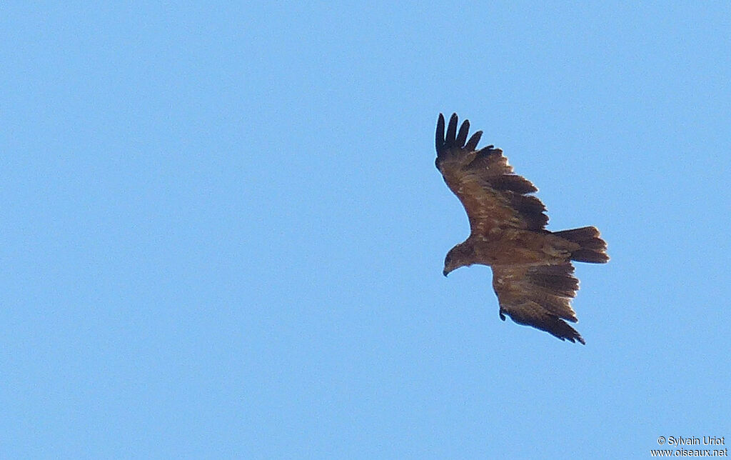 Aigle ravisseur