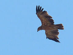 Tawny Eagle