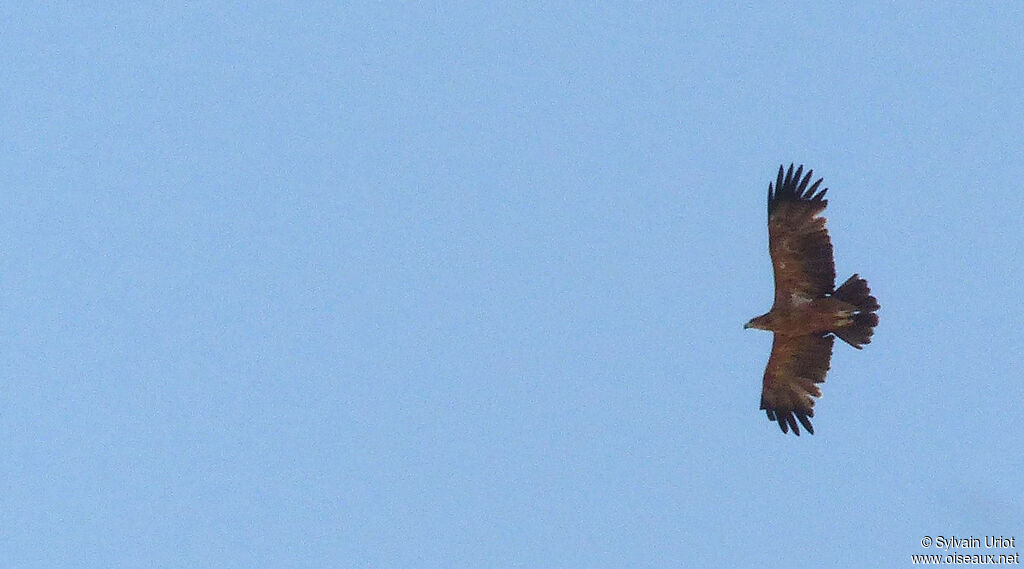 Aigle ravisseur