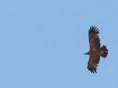 Tawny Eagle