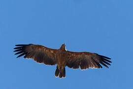 Tawny Eagle