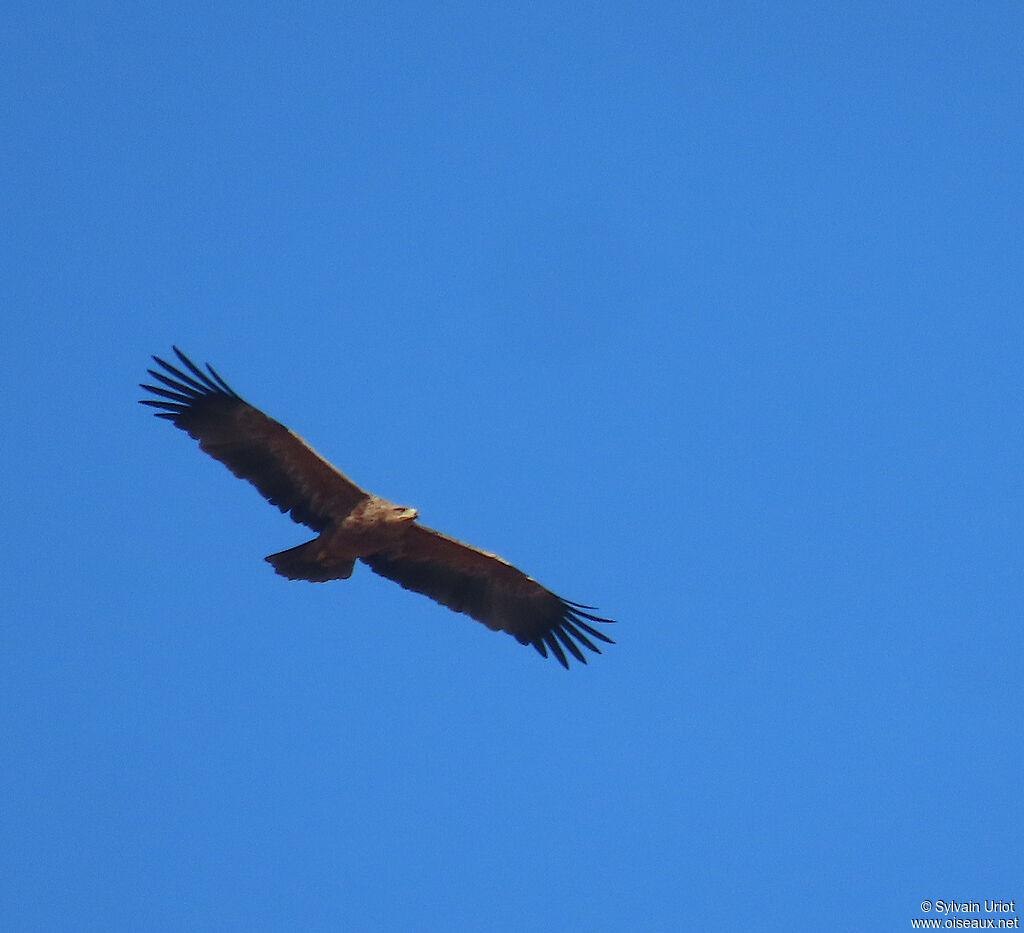 Aigle ravisseuradulte