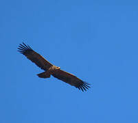 Tawny Eagle