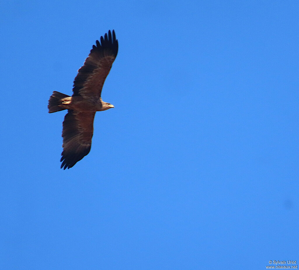 Aigle ravisseuradulte