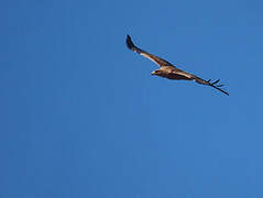 Tawny Eagle