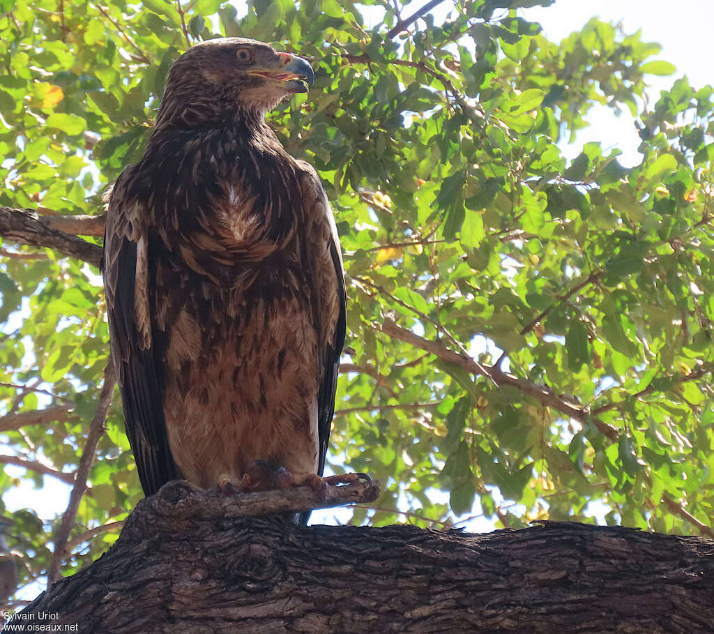 Aigle ravisseurimmature