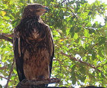 Tawny Eagle