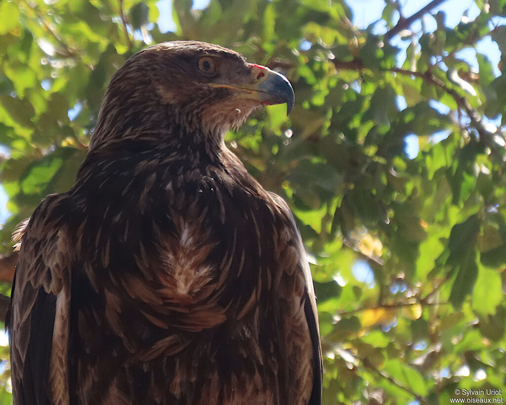 Aigle ravisseurimmature