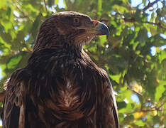 Aigle ravisseur